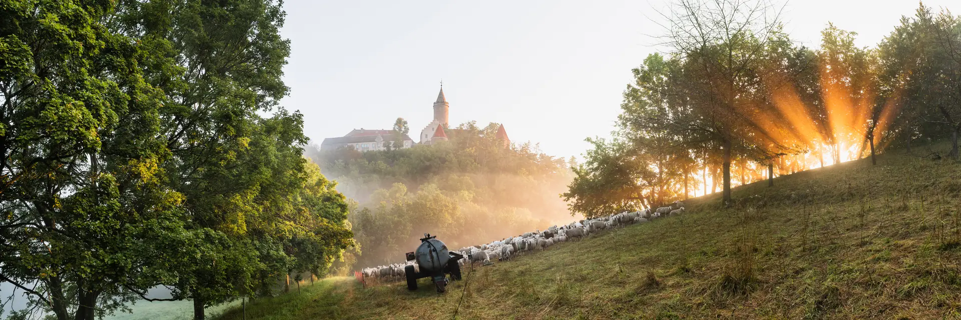 Leuchtenburg bei Kahla im Morgennebel, Sonnenstrahlen fallen durch Bäume auf eine Schafherde