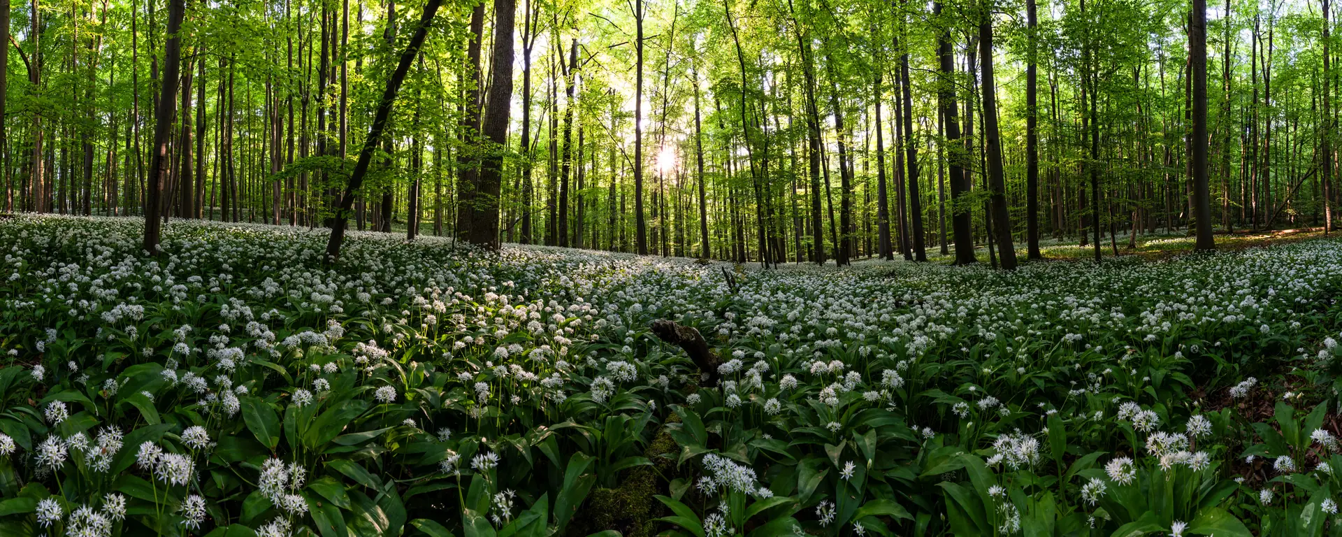 Blühender Bärlauch auf dem Waldboden im Nationalpark Hainich, Gegenlicht durch die Buchen