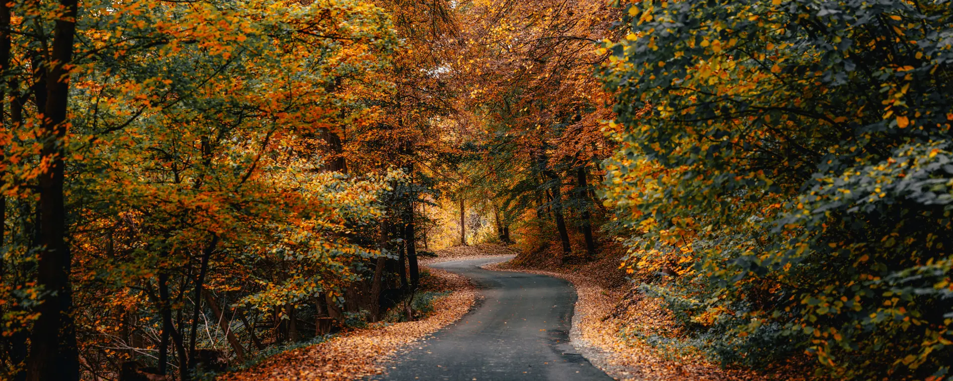 Kurvige Straße durch einen herbstlich gefärbten Laubwald
