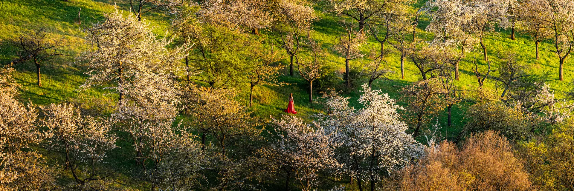 Blühende Obstbäume an einem Hang bei Jena im Frühling